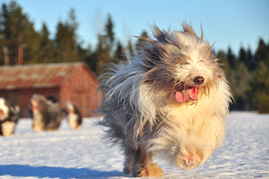 Rufsig hund som springer